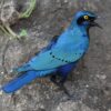 img_2099 Grote blauwoorglansspreeuw (Lamprotornis chalybaeus)