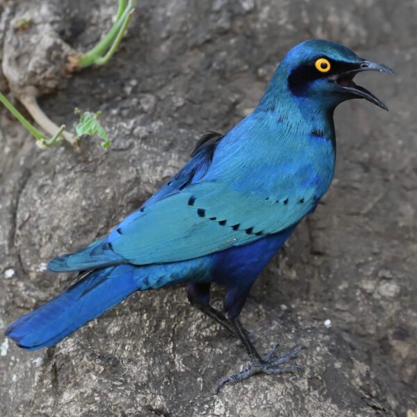 img_2099 Grote blauwoorglansspreeuw (Lamprotornis chalybaeus)
