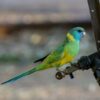 Cloncurryparkiet (Barnardius macgillivrayi)