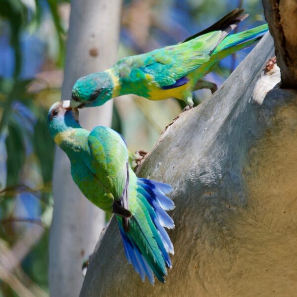 Cloncurryparkiet (Barnardius macgillivrayi)