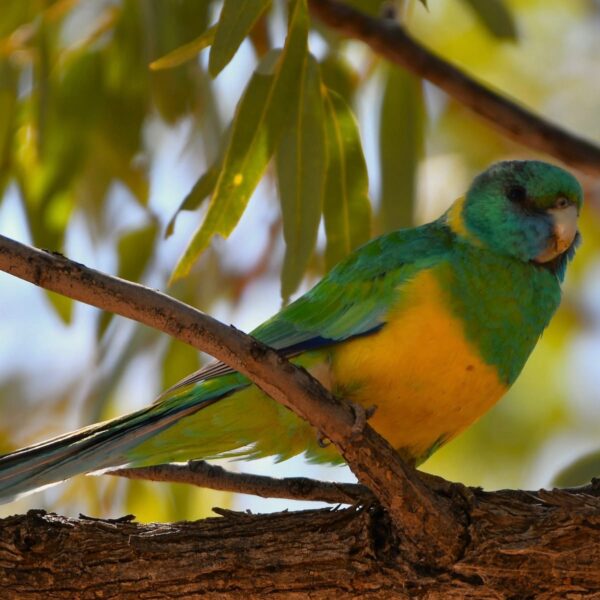 Cloncurryparkiet (Barnardius macgillivrayi) bij Vogelspeciaalzaak De Toekan in Apeldoorn