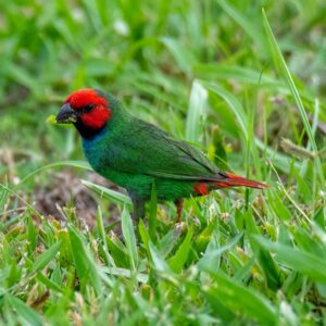 Fijipapegaaiamadine (Erythrura pealii) bij Vogelspeciaalzaak De Toekan in Apeldoorn