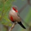 Sint-Helenafazantje (Estrilda astrild) bij Vogelspeciaalzaak De Toekan in Apeldoorn
