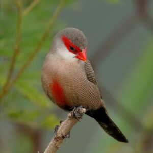Sint-Helenafazantje (Estrilda astrild) bij Vogelspeciaalzaak De Toekan in Apeldoorn
