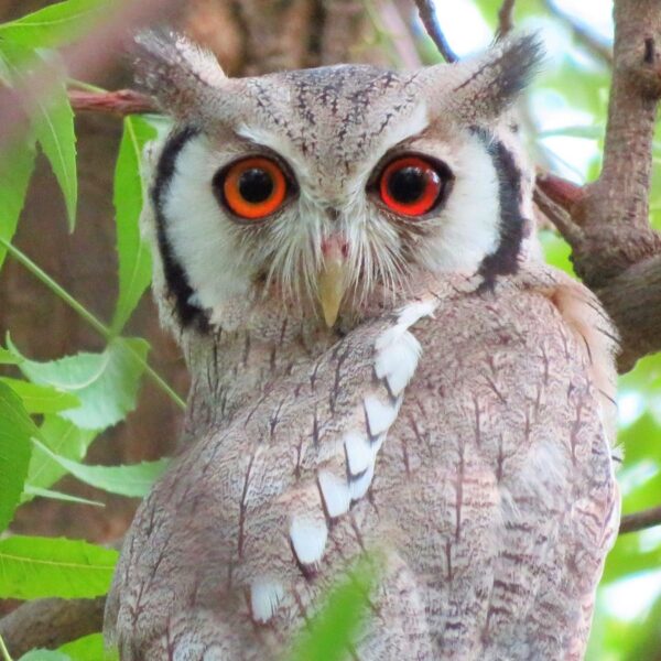 Noordelijke witwangdwergooruil (Ptilopsis leucotis) bij Vogelspeciaalzaak De Toekan in Apeldoorn