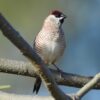 Ceresamadine (Neochmia modesta) bij Vogelspeciaalzaak De Toekan in Apeldoorn