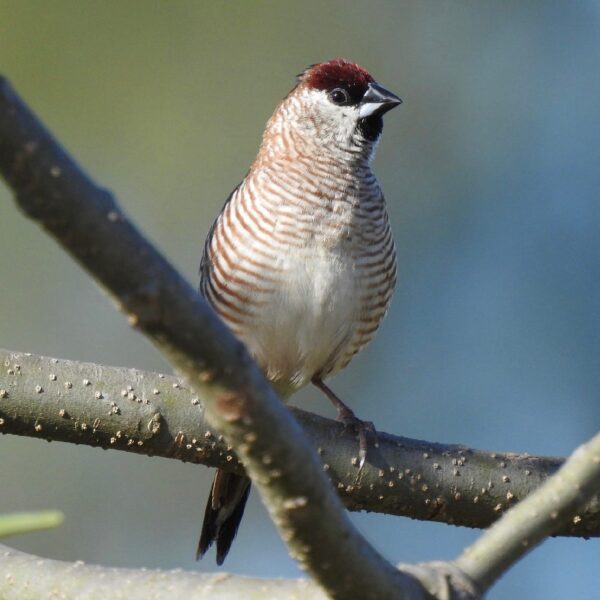 Ceresamadine (Neochmia modesta) bij Vogelspeciaalzaak De Toekan in Apeldoorn