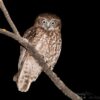 img_2122 Australische boeboekuil (Ninox boobook) bij Vogelspeciaalzaak De Toekan in Apeldoorn