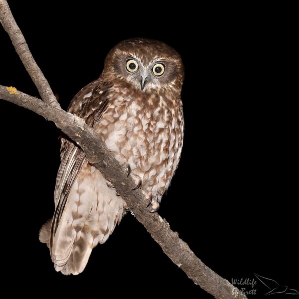 img_2122 Australische boeboekuil (Ninox boobook) bij Vogelspeciaalzaak De Toekan in Apeldoorn