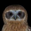 img_2123 Australische boeboekuil (Ninox boobook)