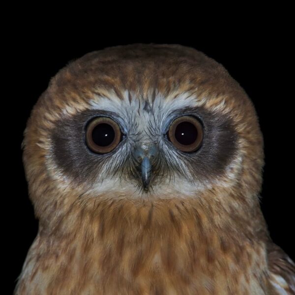 img_2123 Australische boeboekuil (Ninox boobook)