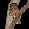 img_2124 Australische boeboekuil (Ninox boobook)