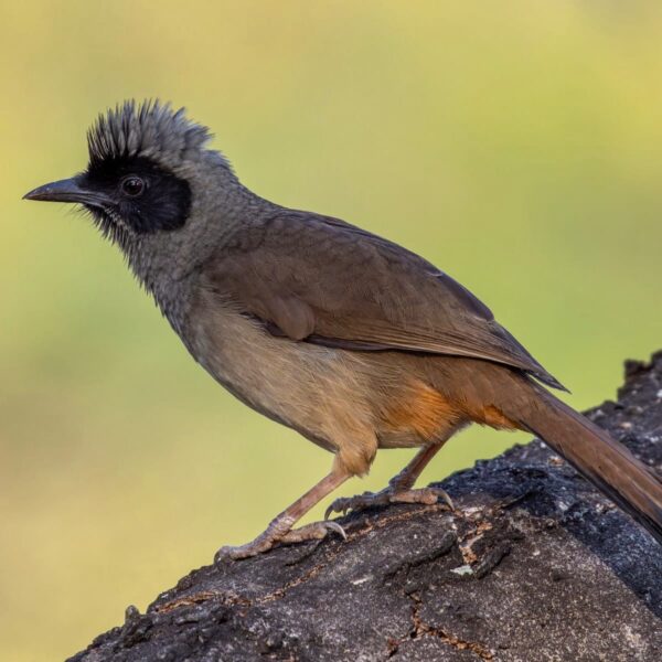 img_2125 Brillijstergaai (Pterorhinus perspicillatus)