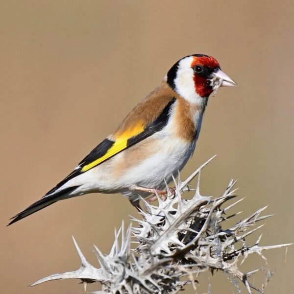 img_2134 Putter (Carduelis carduelis)