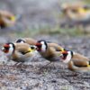 img_2135 Putter (Carduelis carduelis)