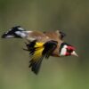 img_2136 Putter (Carduelis carduelis)