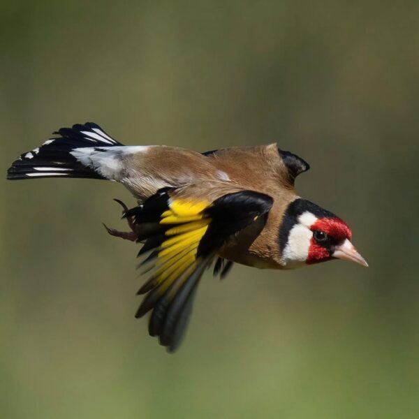 img_2136 Putter (Carduelis carduelis)