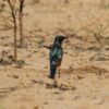 Roodbuikglansspreeuw (Lamprotornis pulcher)