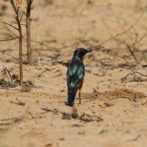 img_3765 Roodbuikglansspreeuw (Lamprotornis pulcher)