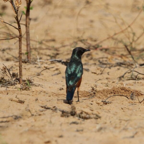Roodbuikglansspreeuw (Lamprotornis pulcher)