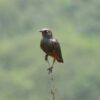 Roodbuikglansspreeuw (Lamprotornis pulcher)