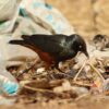 Glansspreeuwen kopen bij Vogelspeciaalzaak de Toekan in Apeldoorn
