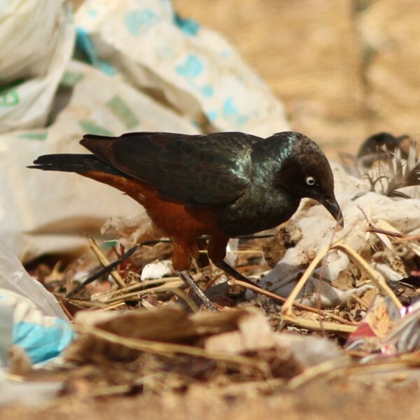 Glansspreeuwen kopen bij Vogelspeciaalzaak de Toekan in Apeldoorn