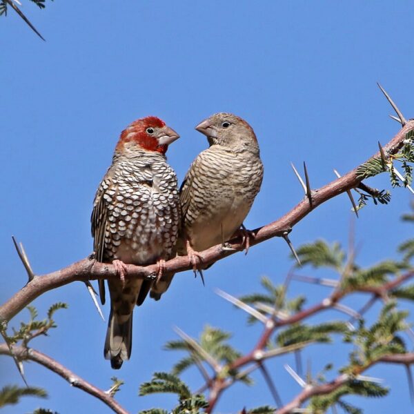 img_3772 Roodkopamadine (Amadina erythrocephala)