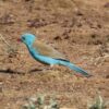 img_3728 Blauwkopastrild (Uraeginthus cyanocephalus)