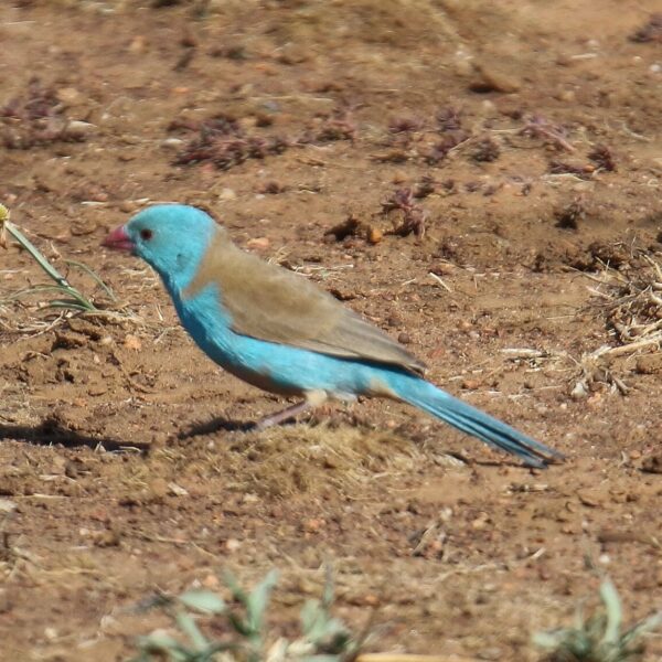 img_3728 Blauwkopastrild (Uraeginthus cyanocephalus)