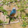 img_3730 Blauwkopastrild (Uraeginthus cyanocephalus)