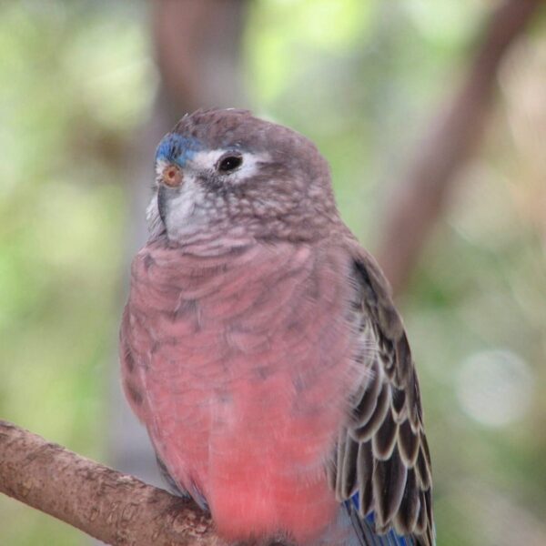 img_3733 Bourkes parkiet (Neopsephotus bourkii)