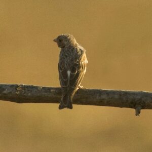 img_3736 Edelzanger (Crithagra leucopygia)
