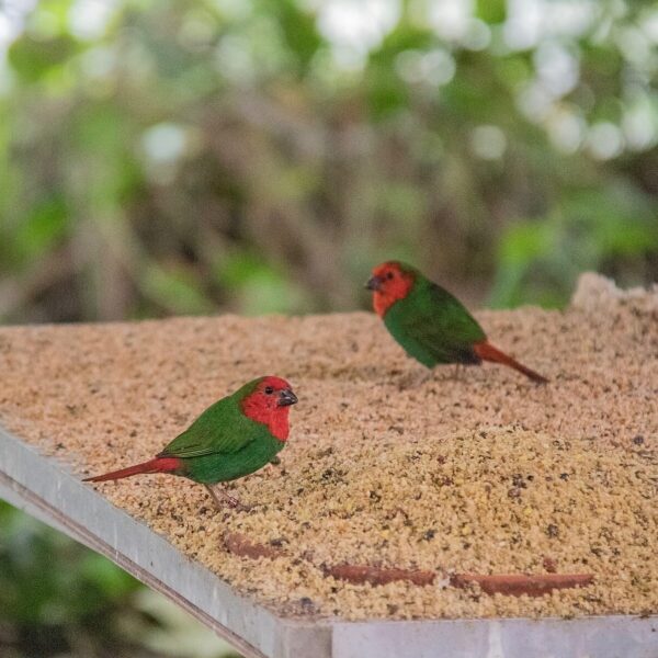 img_3742-3 Roodkoppapegaaiamadine (Erythrura psittacea)