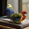 img_3786-3 Rosella’s (Platycercus)