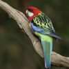 img_3787-4 Rosella’s (Platycercus)