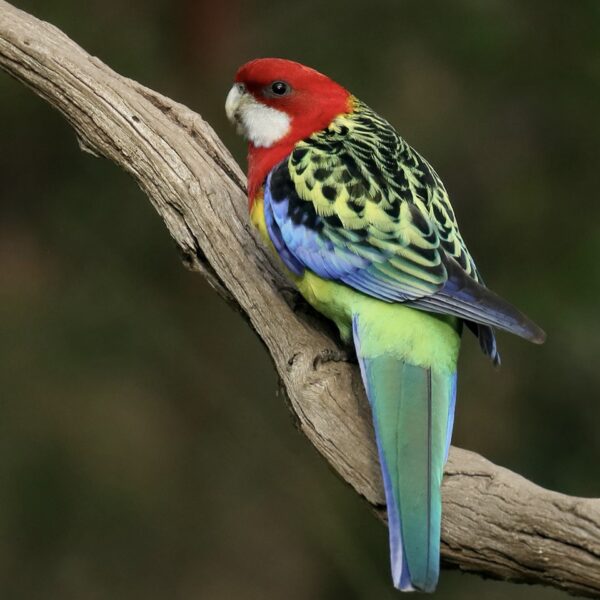 img_3787-4 Rosella’s (Platycercus)