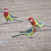 img_3788-3 Rosella’s (Platycercus)