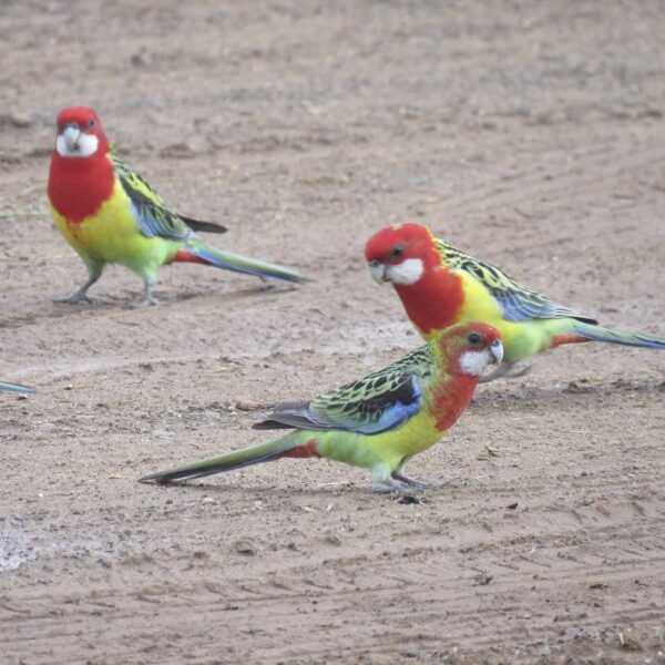 img_3788-3 Rosella’s (Platycercus)