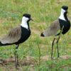 img_3798 Sporenkievit (Vanellus spinosus)