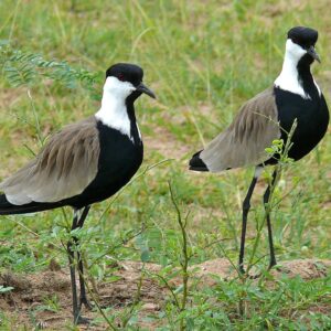 img_3798 Sporenkievit (Vanellus spinosus)