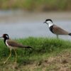 img_3799 Sporenkievit (Vanellus spinosus)