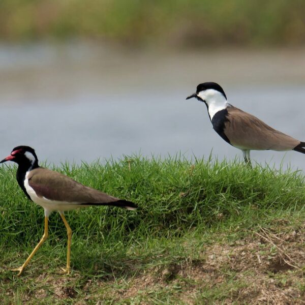img_3799 Sporenkievit (Vanellus spinosus)