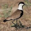 img_3800 Sporenkievit (Vanellus spinosus)