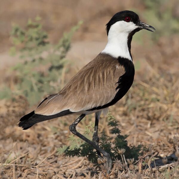 img_3800 Sporenkievit (Vanellus spinosus)