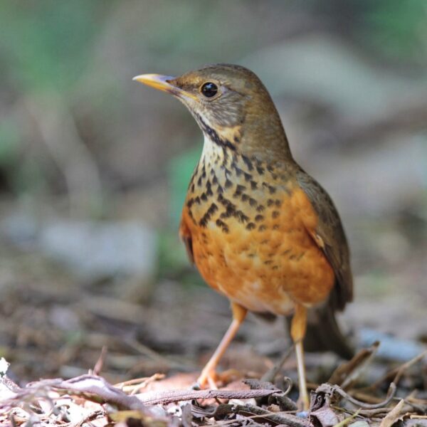 img_3816 Zwartborstlijster (Turdus dissimilis)