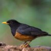 img_3817 Zwartborstlijster (Turdus dissimilis)