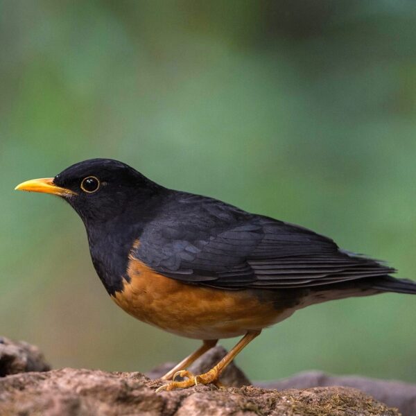 img_3817 Zwartborstlijster (Turdus dissimilis)