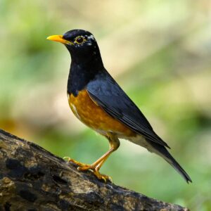 img_3818 Zwartborstlijster (Turdus dissimilis)