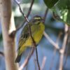 img_3876 Mozambiquesijs (Crithagra mozambica)
